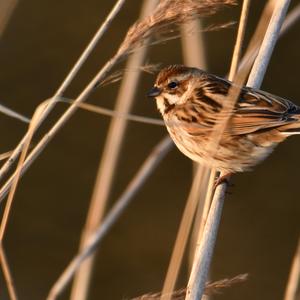 Reed Bunting