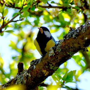 Great Tit