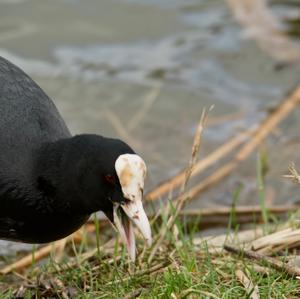 Bläßhuhn