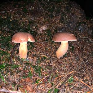 Bay Bolete