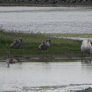 Mute Swan