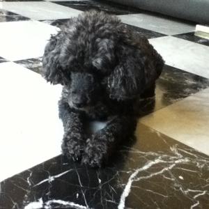 Poodle (Miniature)