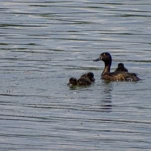 Tufted Duck