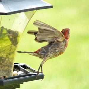 House Finch