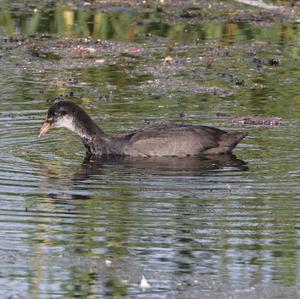 Common Coot