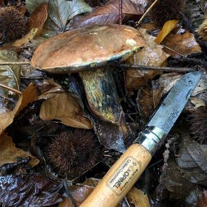 Dotted-stem Bolete