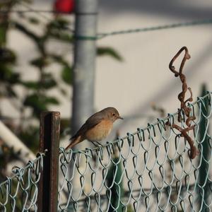 Common Redstart