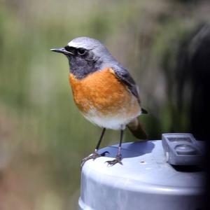 Common Redstart