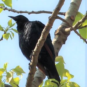 Pale-winged Starling