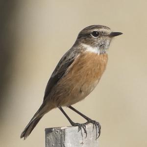 European stonechat