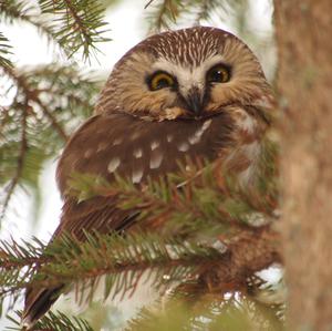 Northern Saw-whet Owl