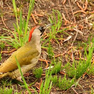 Eurasian Green Woodpecker