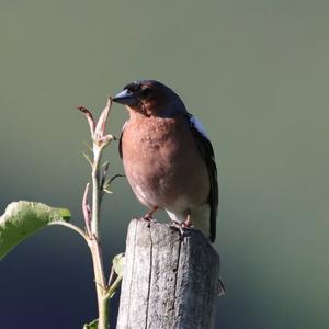 Eurasian Chaffinch