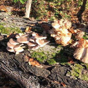 Oyster Mushroom