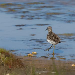 Common Greenshank