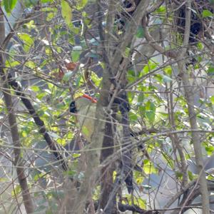 Eurasian Green Woodpecker