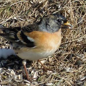 Brambling