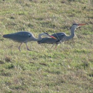 Grey Heron