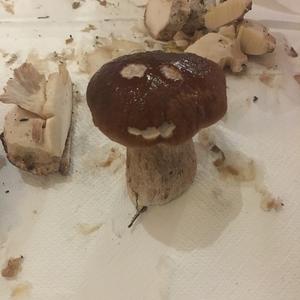 King Bolete