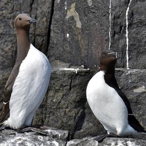 Common Guillemot