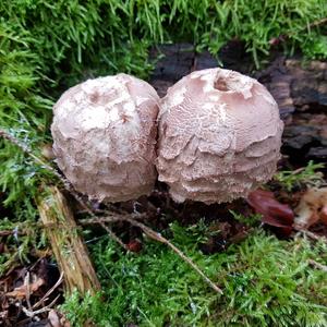 Parasol Mushroom