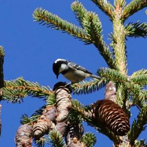 Coal Tit