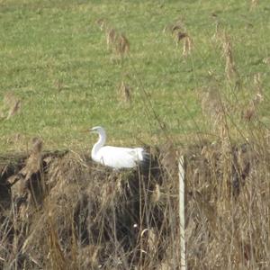 Great Egret