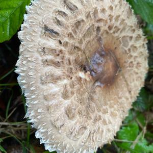 Shaggy Parasol