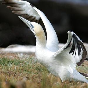 Northern Gannet