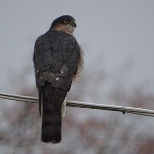 Eurasian Sparrowhawk