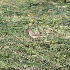 Tree Pipit