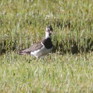 Northern Lapwing