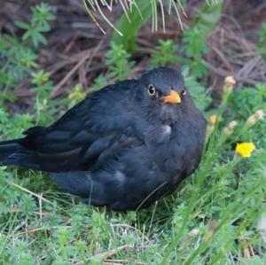 Eurasian Blackbird