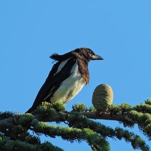 Black-billed Magpie