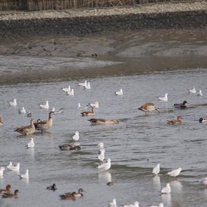 Nilgans