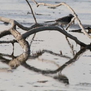 White Wagtail