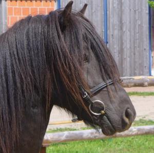 Icelandic Horse