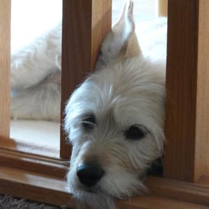 Unknown Breed