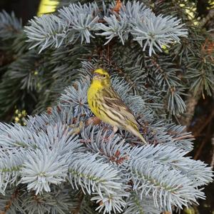 European Serin