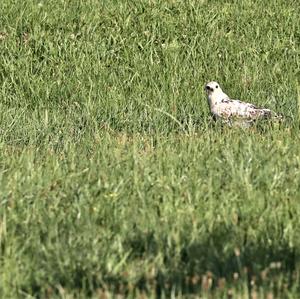 Common Buzzard