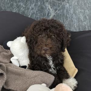 Lagotto Romagnolo