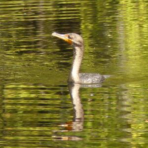 Double-crested Cormorant