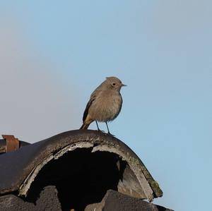 Black Redstart