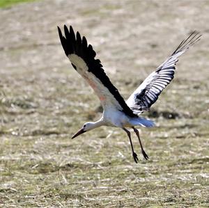 White Stork