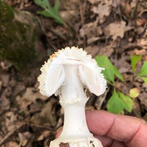 Fly Agaric