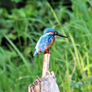 Malachite Kingfisher