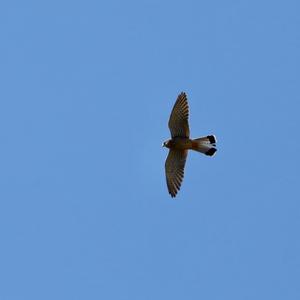 Common Kestrel