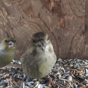 European Greenfinch