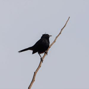 Indian Robin