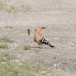 Eurasian Hoopoe